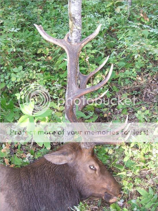 Elk081.jpg