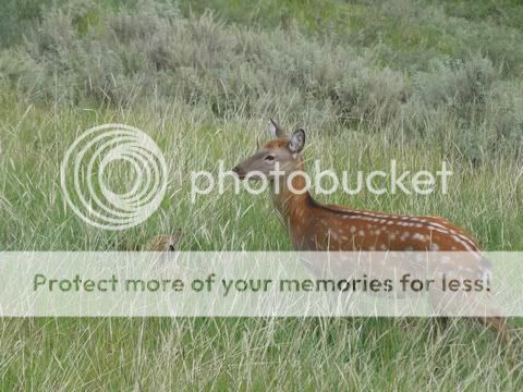 deerinTibet.jpg