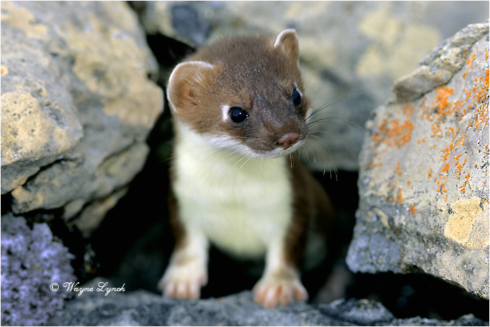 105-Short-tailed%20Weasel%20101%20copy.jpg