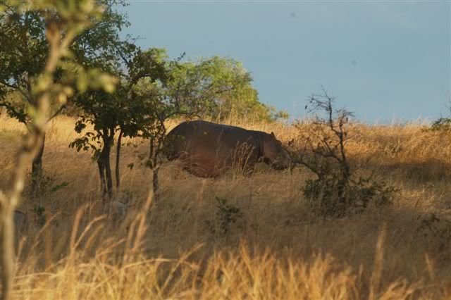 africa1stcd323.jpg
