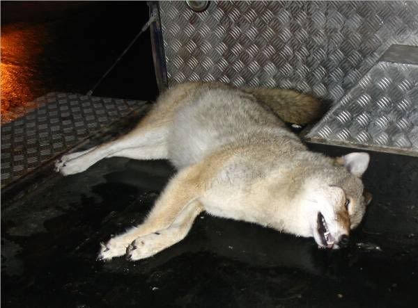 coyote001.jpg