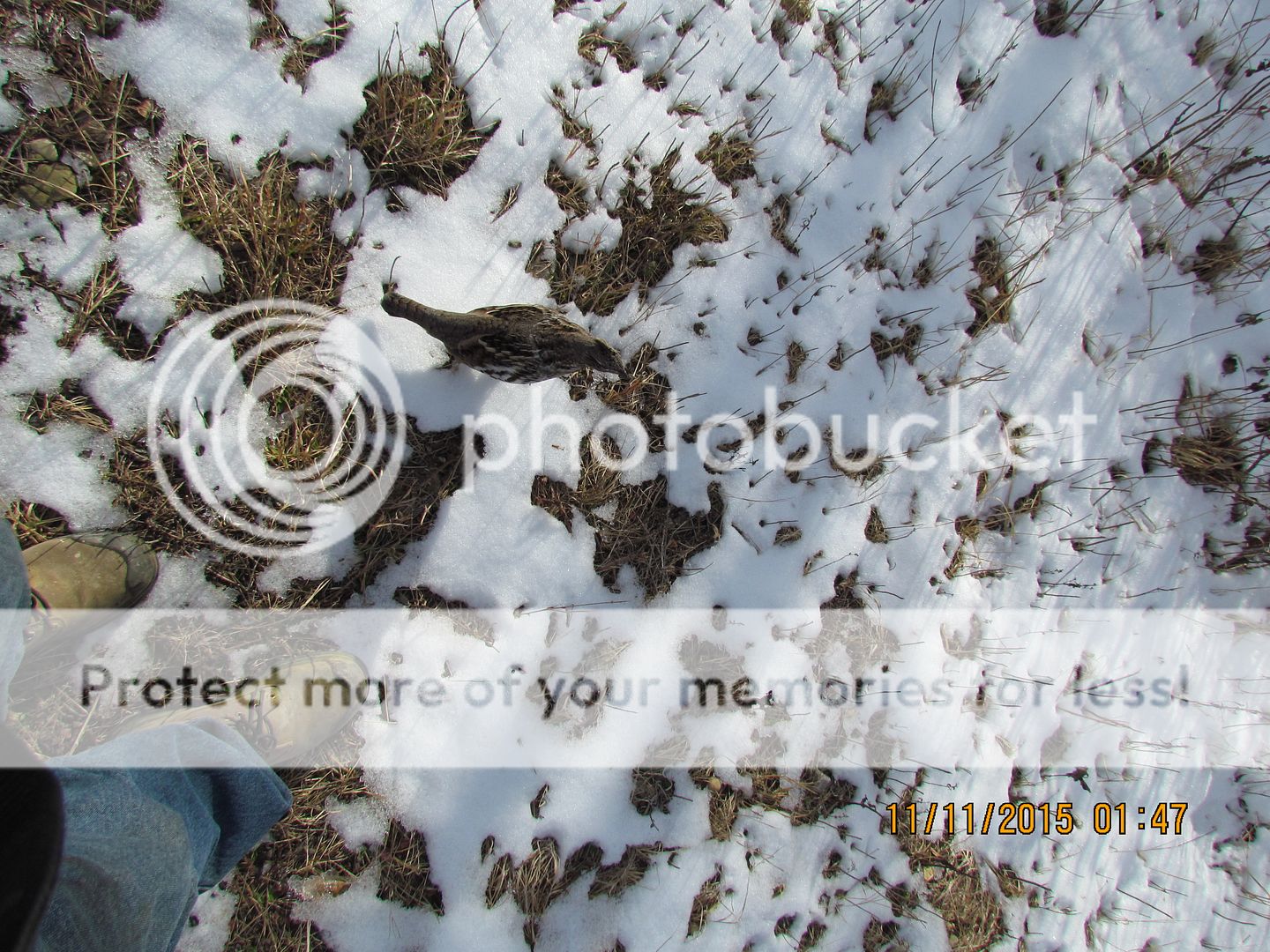 IMG_3122_zpsl9weoymy.jpg~original