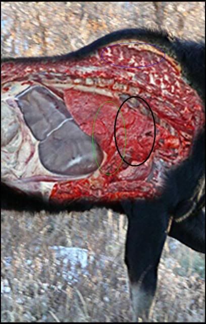 MooseVitals2.jpg