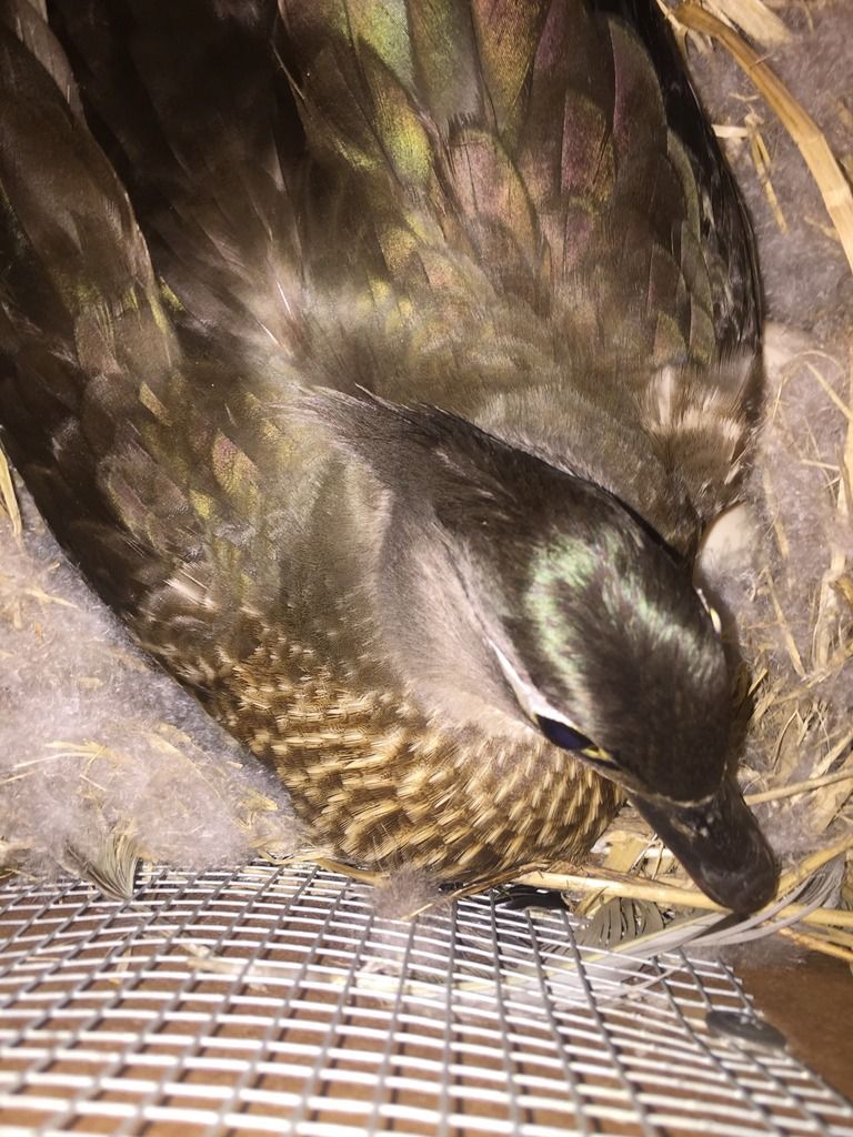 image_zps1vctbvwl.jpeg~original