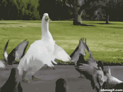 giphy.gif