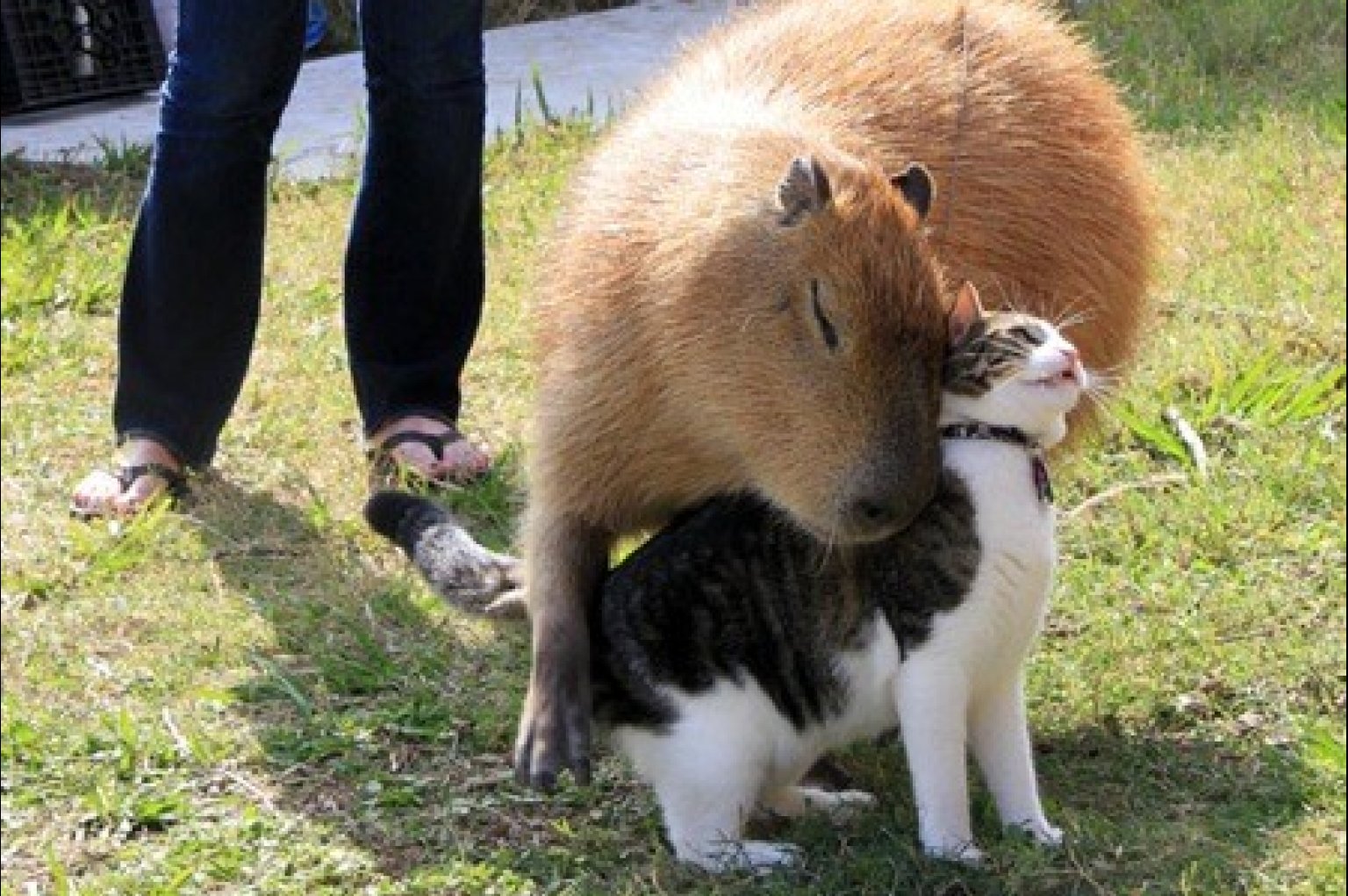 o-CAPYBARA-HUGS-CAT-facebook.jpg