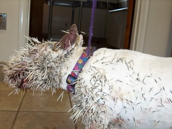 Terrier_Porcupine2.jpg