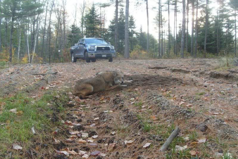 newfoundlandcoyote-1.jpg