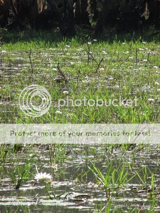 IMG_1546waterweed.jpg~original