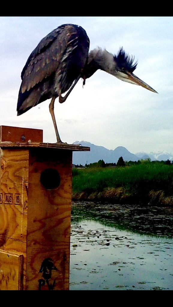 image_zpslkpzrwrv.png~original