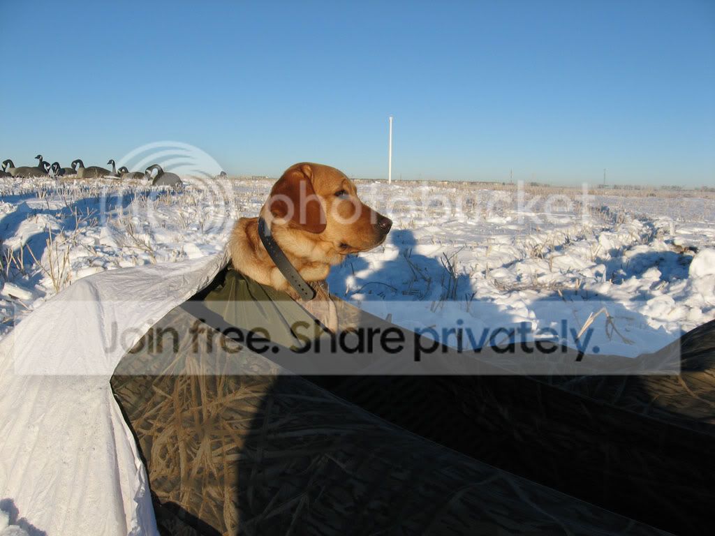 dec2010_goose_hunt001.jpg