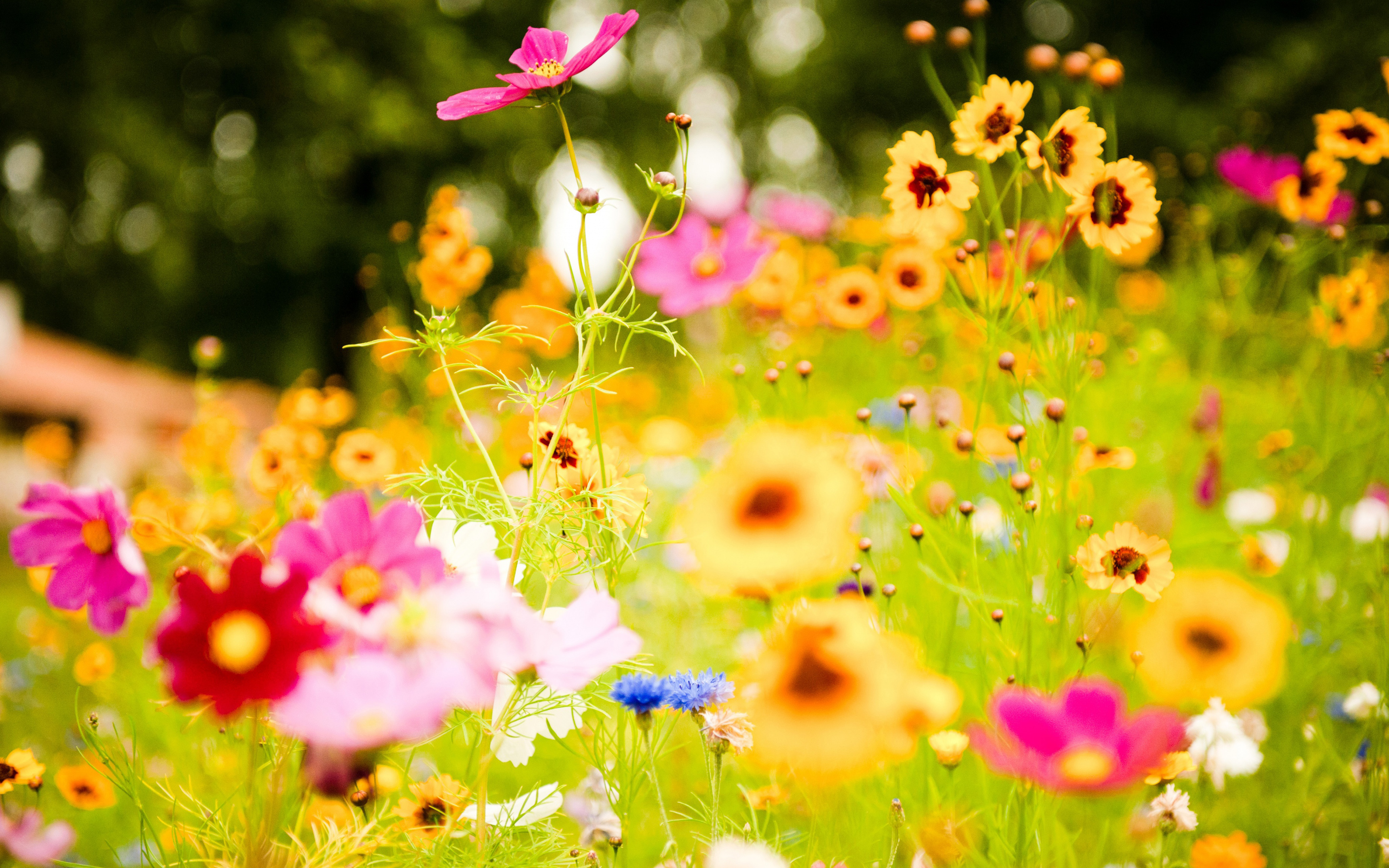 vivid_flowers-wide.jpg