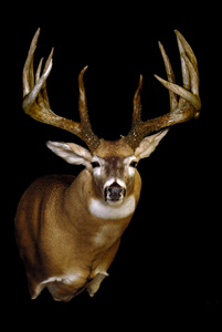 Johnny-King-Buck2.jpg