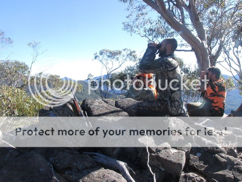 IMG_5468meerkats.jpg~original