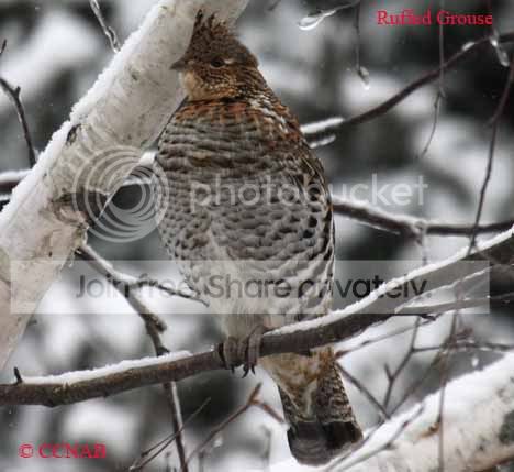 ruffed-grouse-5.jpg
