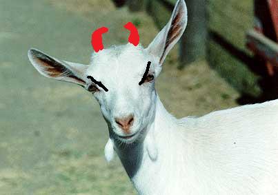 54021_goat.jpg