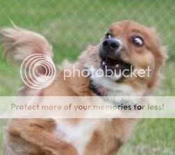 do-not-want-dog1.jpg