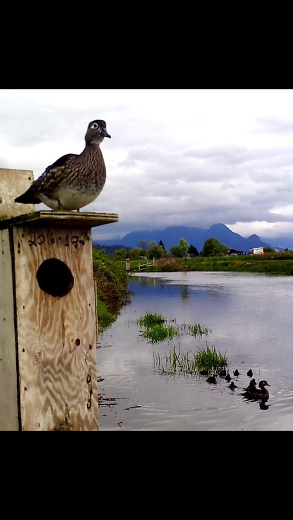 image_zps6kqpzlju.png~original