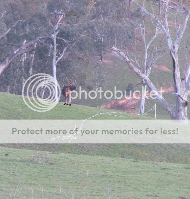 IMG_3819stagproud.jpg~original