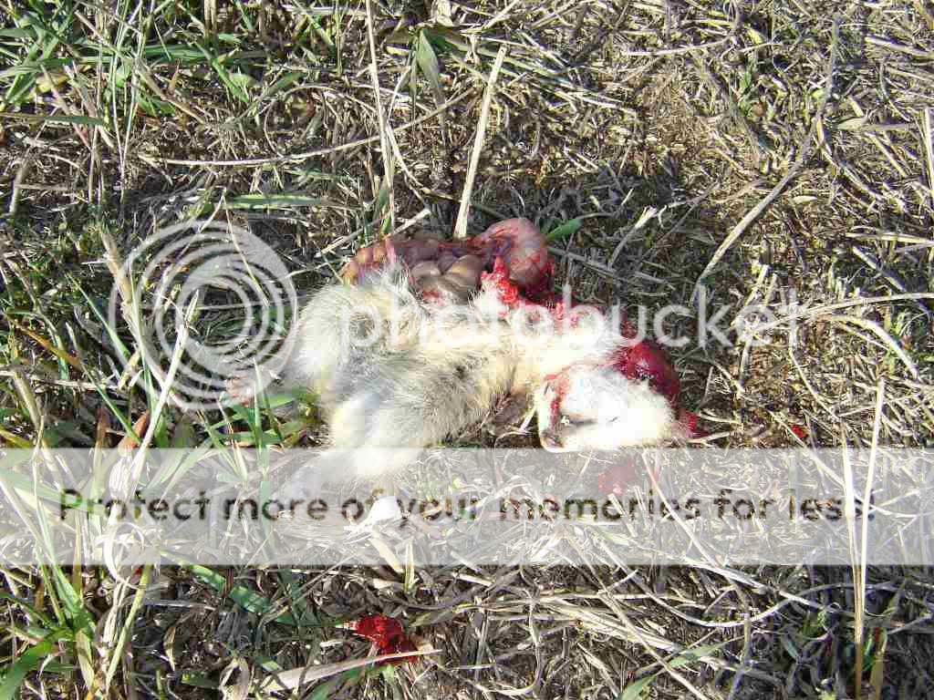 Gopher2.jpg