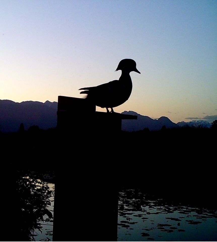 SUNP0362_zps90obk4th.jpg~original