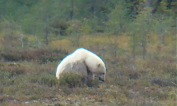 bearbycabinquarry42.jpg
