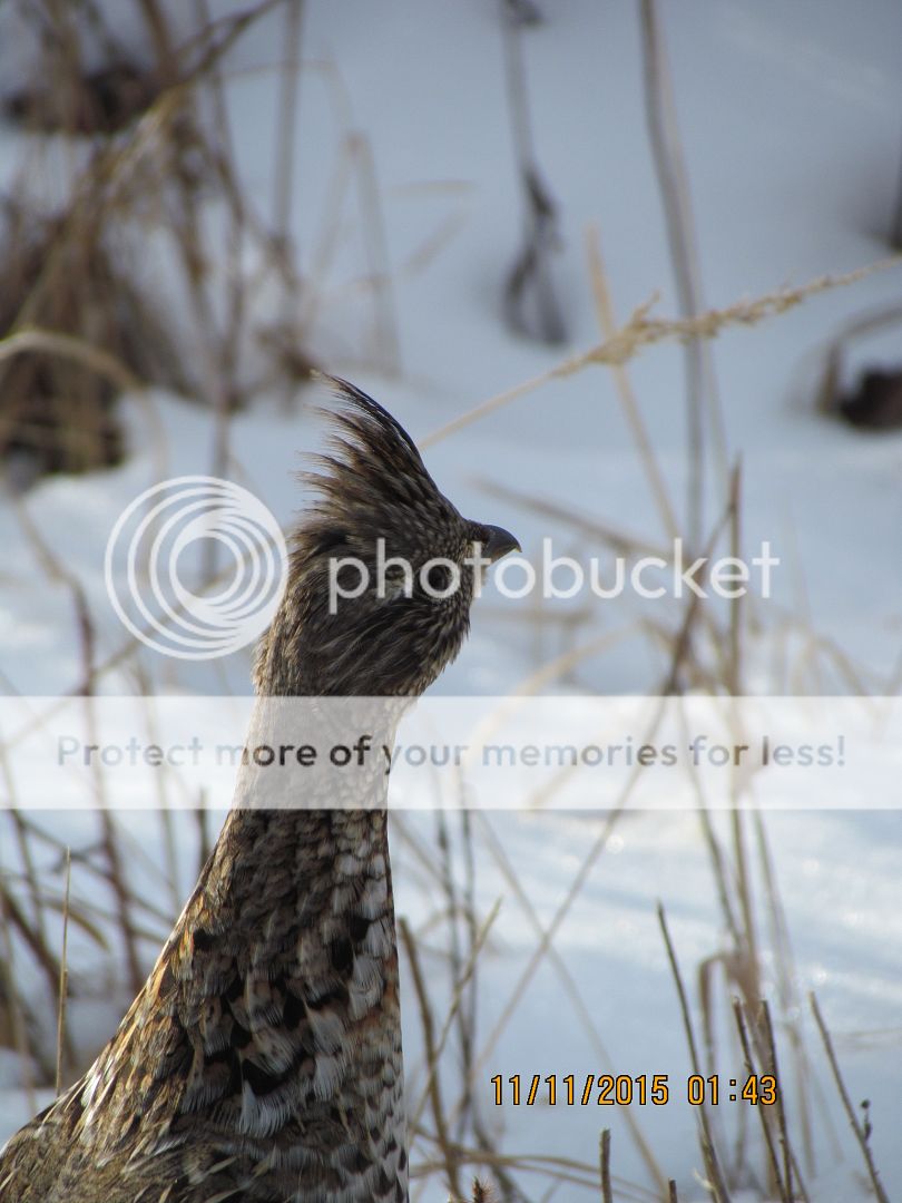 IMG_3103_zpsfn8ph1ct.jpg~original