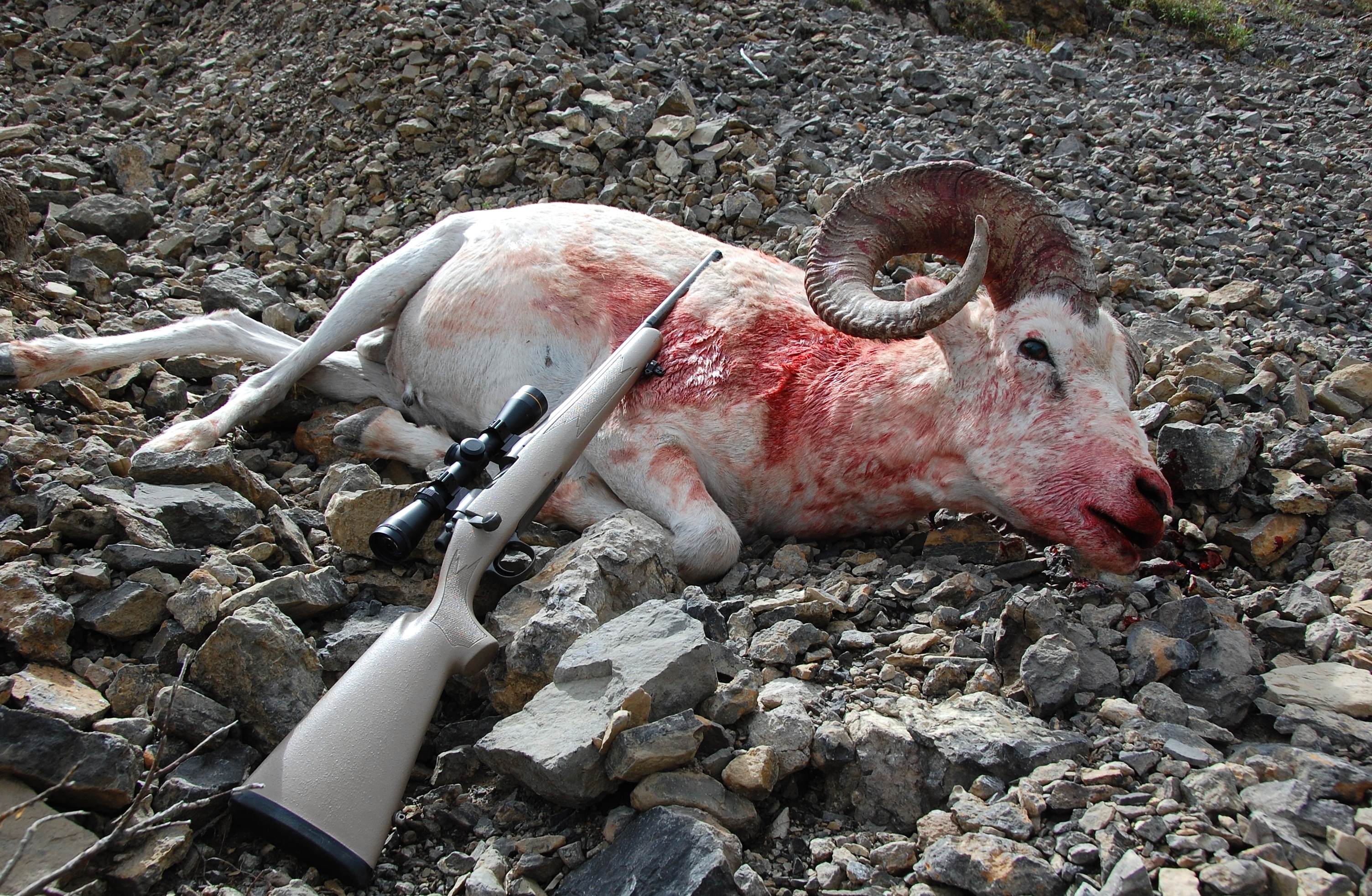 RdO9iR4.jpg
