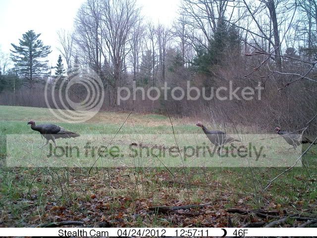 trailcam064.jpg