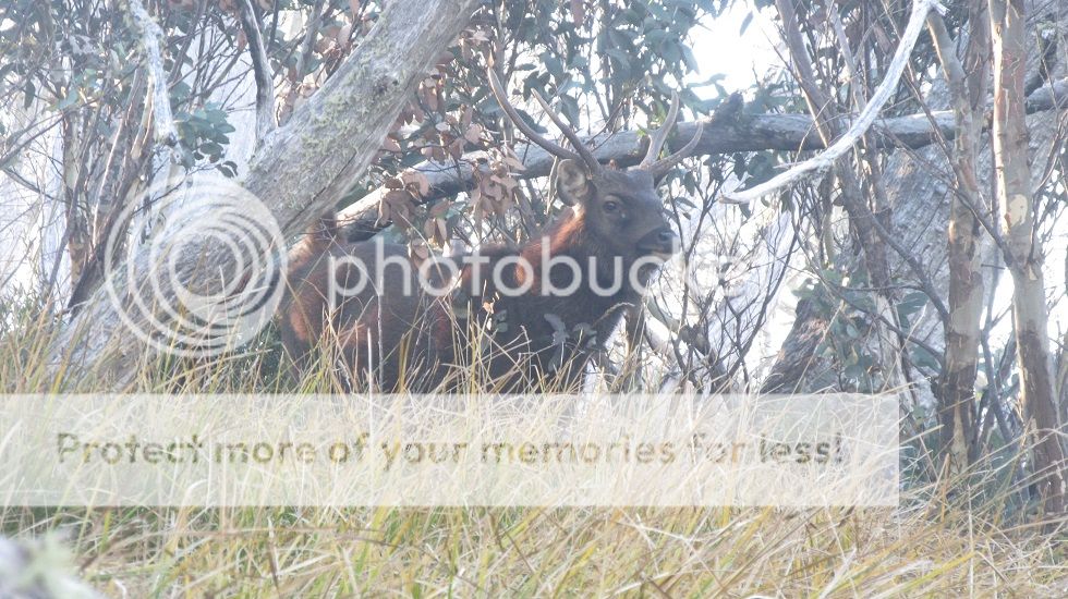 IMG_5487.jpg~original