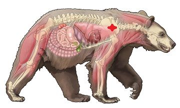bear%20anatomy_1_zpsyfzuh2yb.jpg