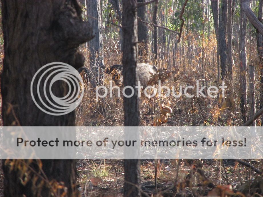 IMG_1562cowclose.jpg~original