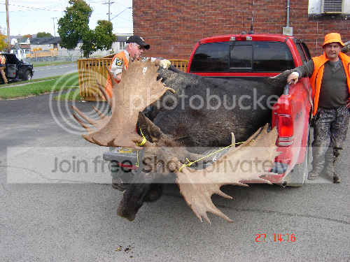 monstermooserestigouche.png