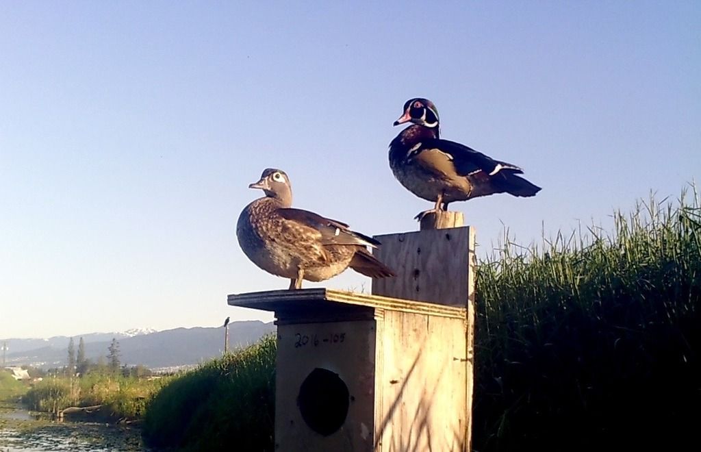 image_zps3xqw5uqp.jpeg~original