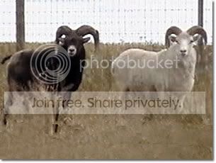 sheep.jpg