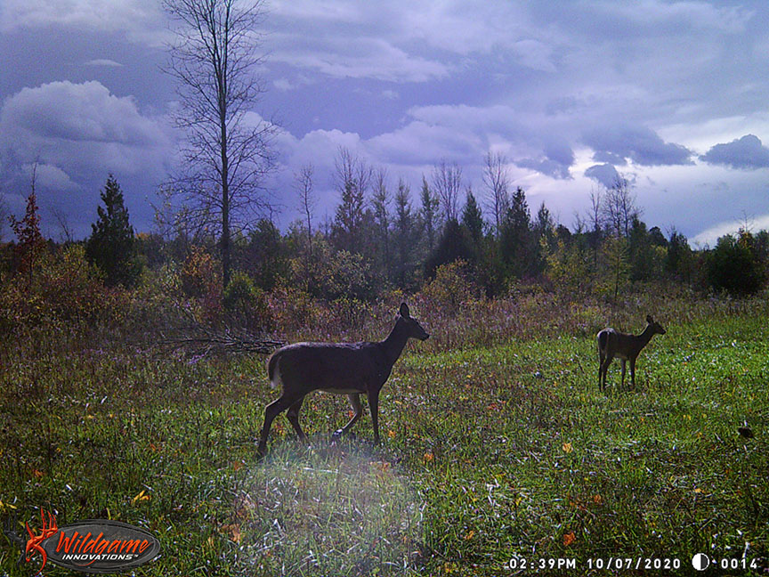 2020-10-07_doefawn.jpg