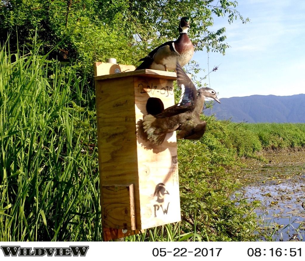 image_zpsm9lz0k3m.jpeg~original