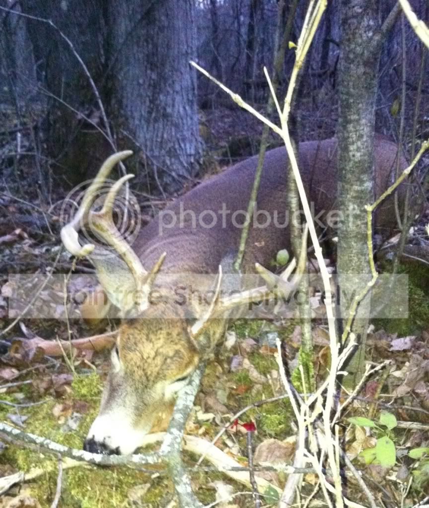 Buck.jpg