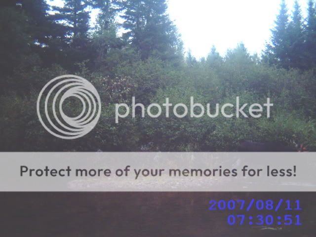 trailcammoose-1.jpg
