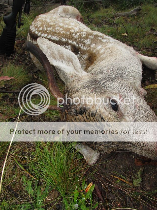 whitespikerest.jpg~original