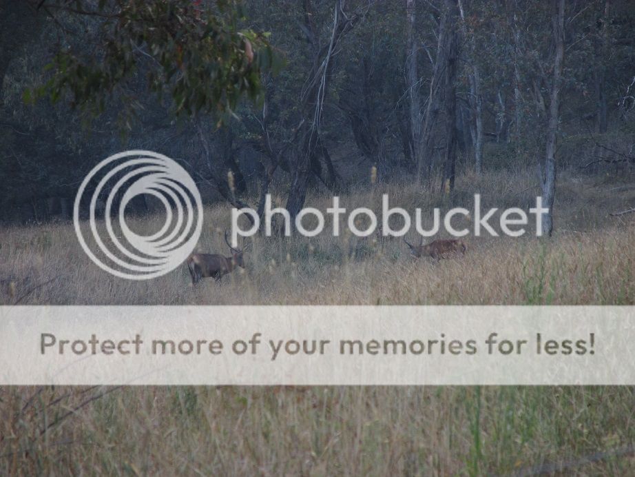 123015reddeerstags.jpg~original