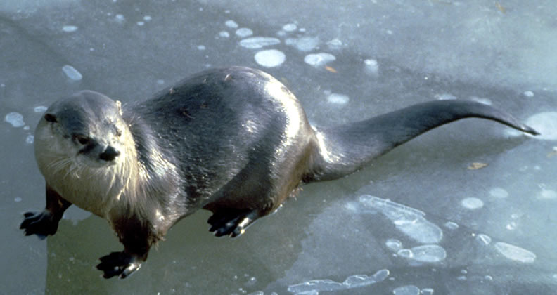 river_otter.jpg
