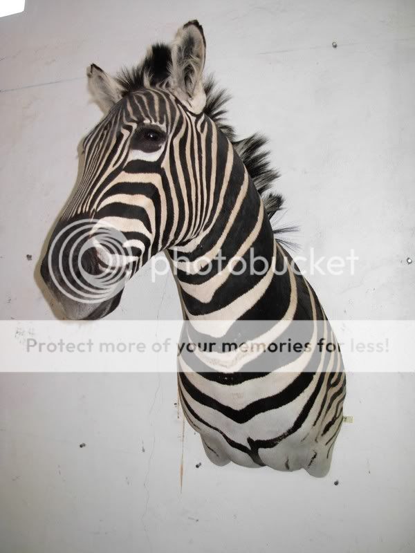 Zebra1.jpg