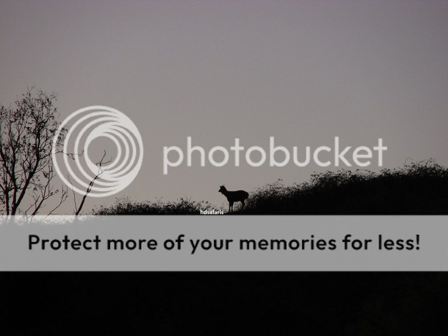 sillho%20spike.jpg~original