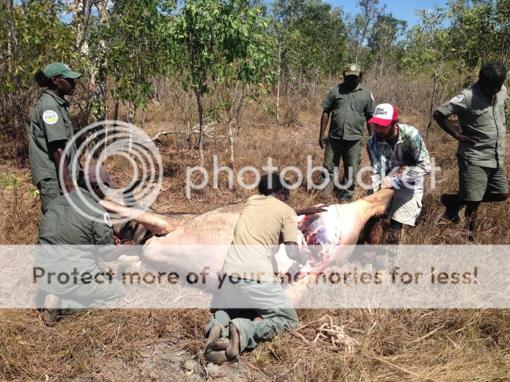 IMG_2745Rangerscow2.jpg~original