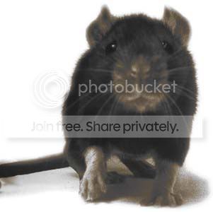 rats1-9807.jpg