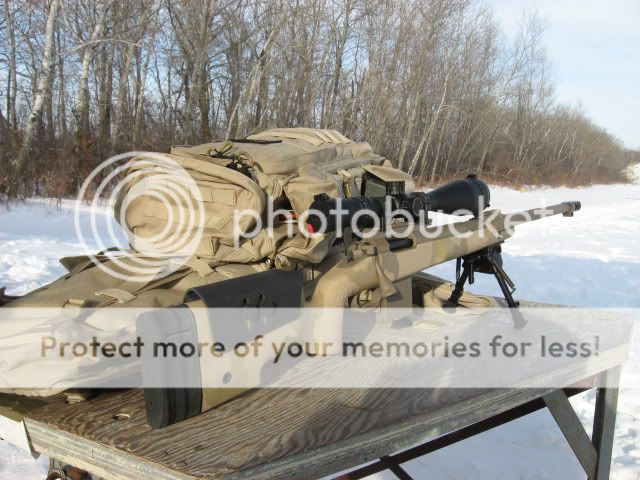 coyote273.jpg