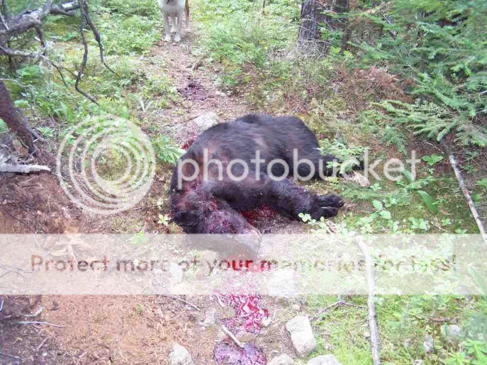 bear.jpg
