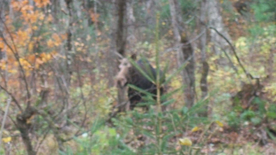 moose4.JPG