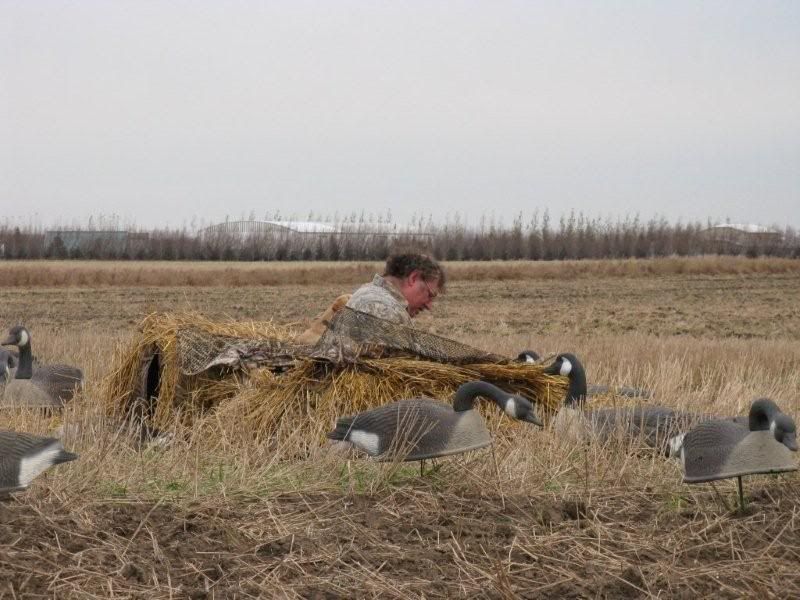 Laydownblind.jpg